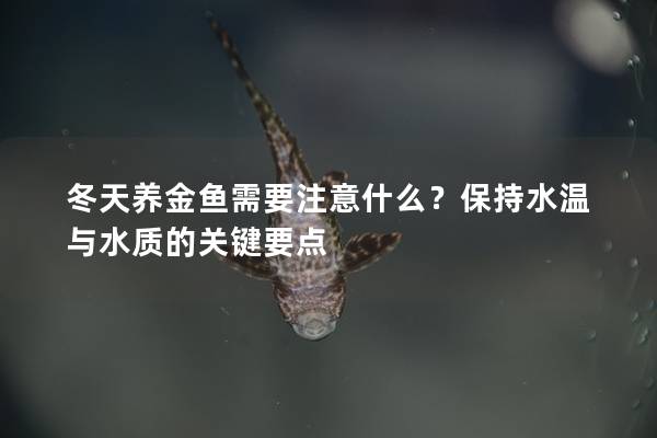 冬天养金鱼需要注意什么？保持水温与水质的关键要点