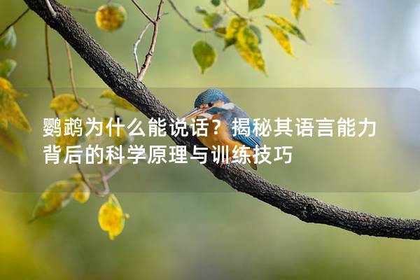 鹦鹉为什么能说话？揭秘其语言能力背后的科学原理与训练技巧