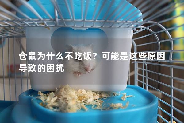 仓鼠为什么不吃饭？可能是这些原因导致的困扰