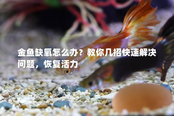 金鱼缺氧怎么办？教你几招快速解决问题，恢复活力