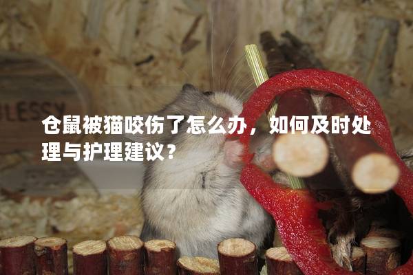 仓鼠被猫咬伤了怎么办，如何及时处理与护理建议？