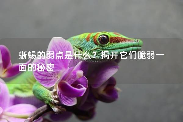 蜥蜴的弱点是什么？揭开它们脆弱一面的秘密