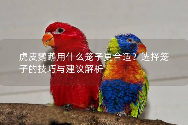 虎皮鹦鹉用什么笼子更合适？选择笼子的技巧与建议解析