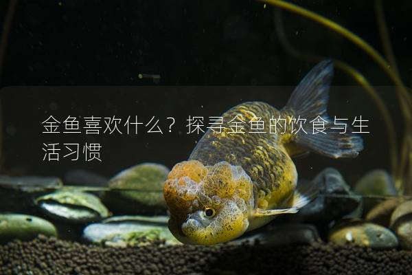 金鱼喜欢什么？探寻金鱼的饮食与生活习惯