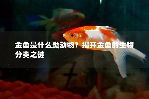 金鱼是什么类动物？揭开金鱼的生物分类之谜