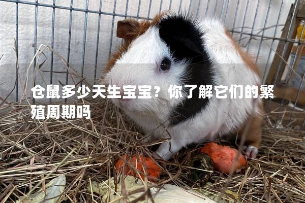 仓鼠多少天生宝宝?你了解它们的繁殖周期吗