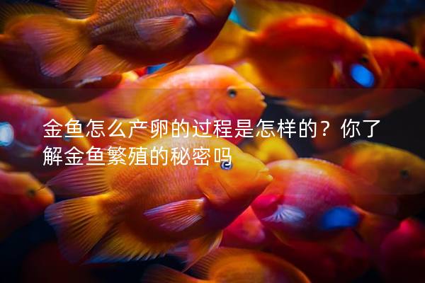 金鱼怎么产卵的过程是怎样的？你了解金鱼繁殖的秘密吗