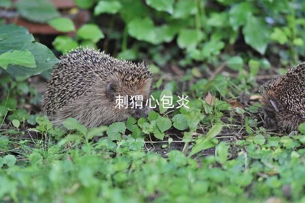 刺猬心包炎