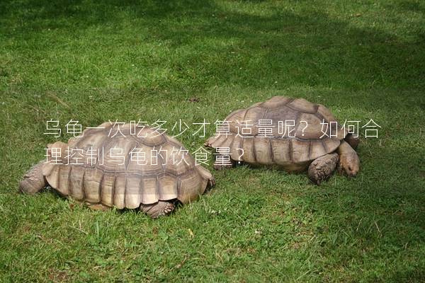 乌龟一次吃多少才算适量呢？如何合理控制乌龟的饮食量？