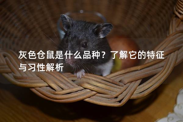 灰色仓鼠是什么品种？了解它的特征与习性解析