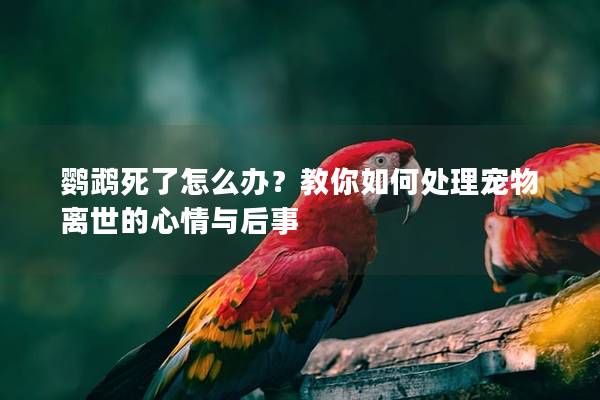 鹦鹉死了怎么办？教你如何处理宠物离世的心情与后事