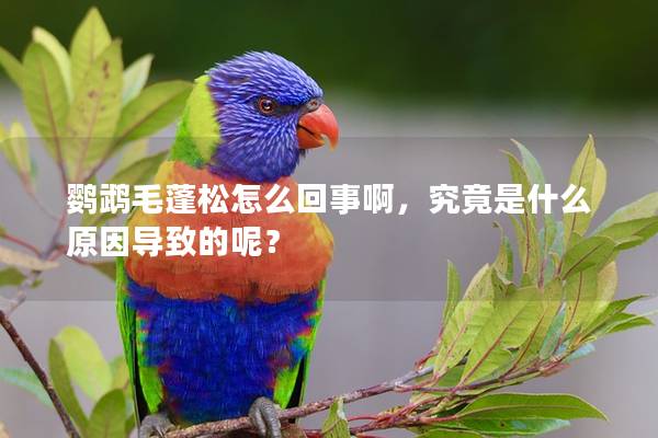 鹦鹉毛蓬松怎么回事啊，究竟是什么原因导致的呢？