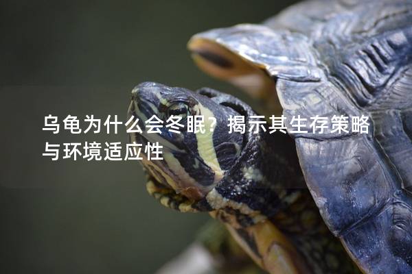 乌龟为什么会冬眠？揭示其生存策略与环境适应性