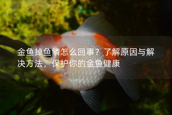 金鱼掉鱼鳞怎么回事？了解原因与解决方法，保护你的金鱼健康