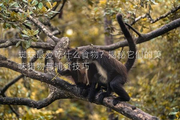 蜘蛛最爱吃什么食物？揭秘它们的美味猎物与捕食技巧