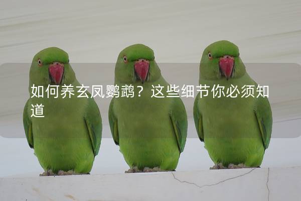 如何养玄凤鹦鹉？这些细节你必须知道