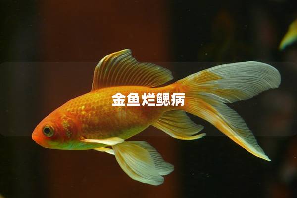 金鱼烂鳃病