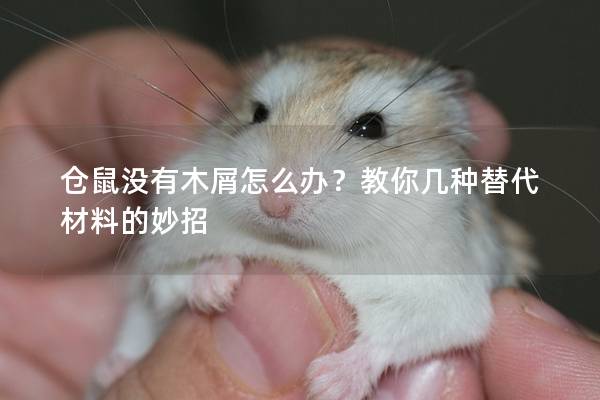 仓鼠没有木屑怎么办？教你几种替代材料的妙招