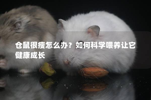 仓鼠很瘦怎么办？如何科学喂养让它健康成长