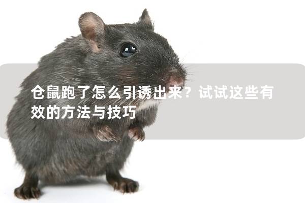 仓鼠跑了怎么引诱出来？试试这些有效的方法与技巧