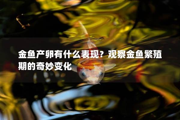 金鱼产卵有什么表现？观察金鱼繁殖期的奇妙变化