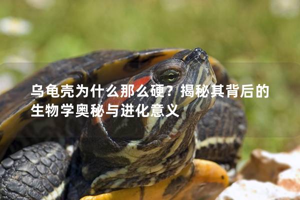 乌龟壳为什么那么硬？揭秘其背后的生物学奥秘与进化意义