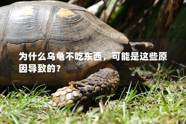 为什么乌龟不吃东西，可能是这些原因导致的？