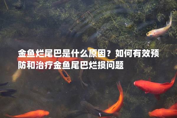 金鱼烂尾巴是什么原因？如何有效预防和治疗金鱼尾巴烂损问题