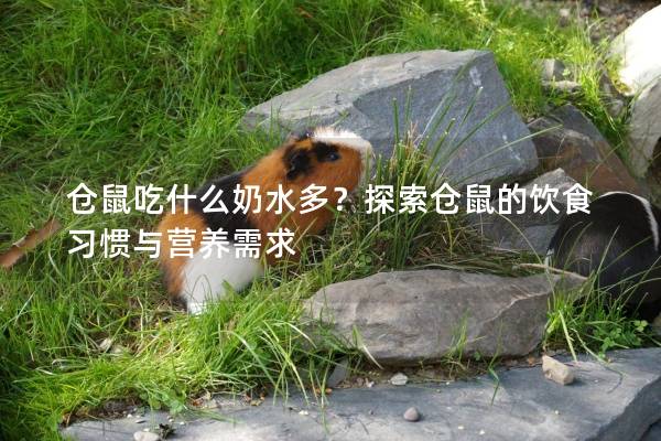 仓鼠吃什么奶水多?探索仓鼠的饮食习惯与营养需求