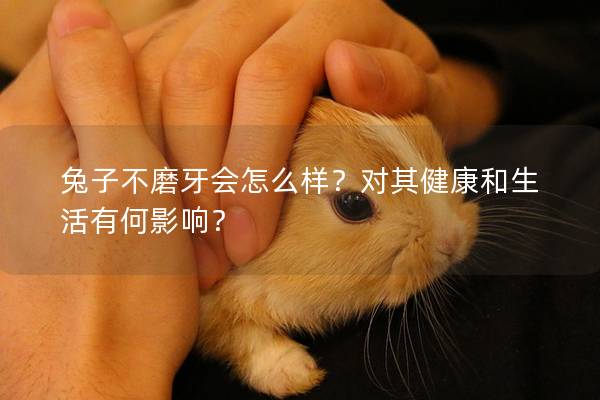 兔子不磨牙会怎么样？对其健康和生活有何影响？