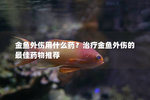 金鱼外伤用什么药？治疗金鱼外伤的最佳药物推荐