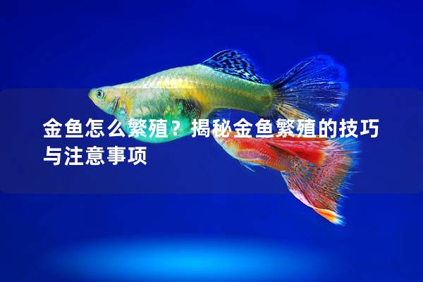 金鱼怎么繁殖？揭秘金鱼繁殖的技巧与注意事项