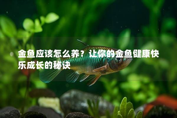 金鱼应该怎么养？让你的金鱼健康快乐成长的秘诀