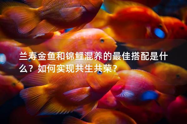 兰寿金鱼和锦鲤混养的最佳搭配是什么？如何实现共生共荣？