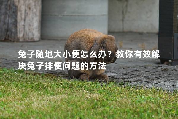 兔子随地大小便怎么办？教你有效解决兔子排便问题的方法