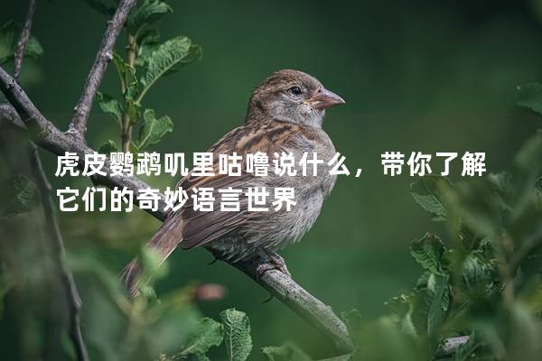 虎皮鹦鹉叽里咕噜说什么，带你了解它们的奇妙语言世界