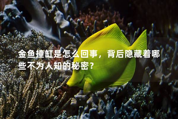 金鱼撞缸是怎么回事，背后隐藏着哪些不为人知的秘密？