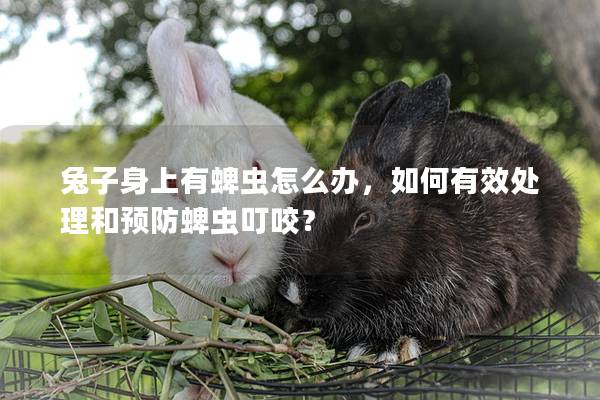 兔子身上有蜱虫怎么办，如何有效处理和预防蜱虫叮咬？