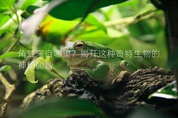 角蛙来自哪里？揭开这种奇特生物的神秘面纱