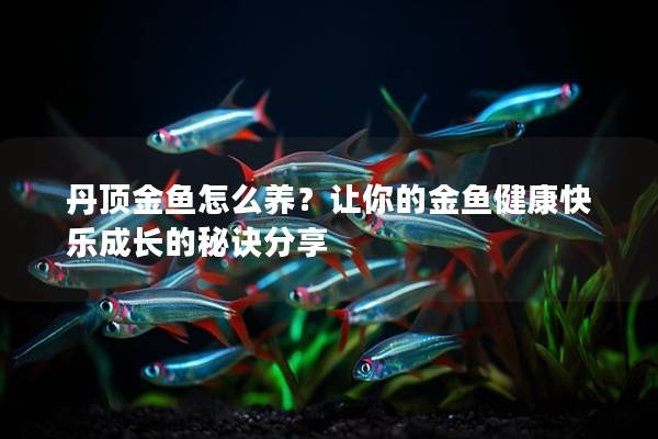 丹顶金鱼怎么养？让你的金鱼健康快乐成长的秘诀分享