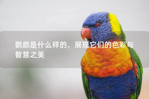 鹦鹉是什么样的，展现它们的色彩与智慧之美