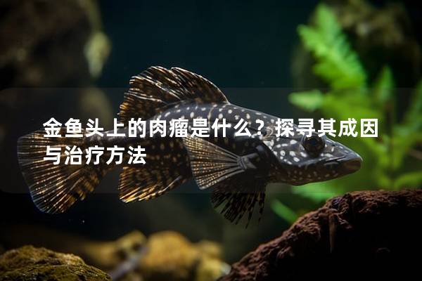 金鱼头上的肉瘤是什么？探寻其成因与治疗方法