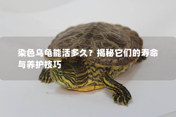 染色乌龟能活多久？揭秘它们的寿命与养护技巧