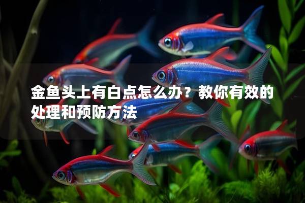 金鱼头上有白点怎么办？教你有效的处理和预防方法