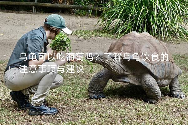 乌龟可以吃葡萄吗？了解乌龟饮食的注意事项与建议