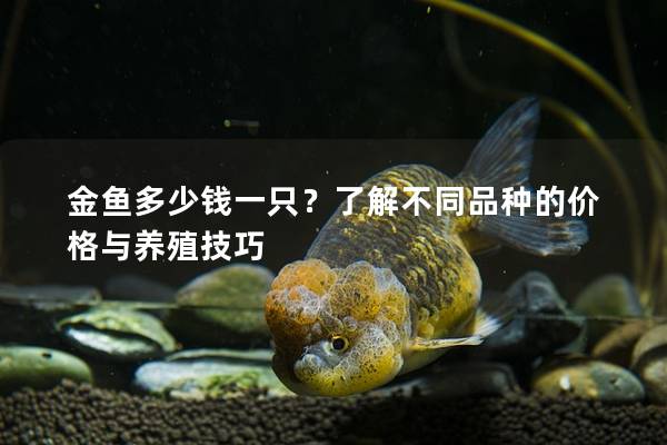 金鱼多少钱一只？了解不同品种的价格与养殖技巧