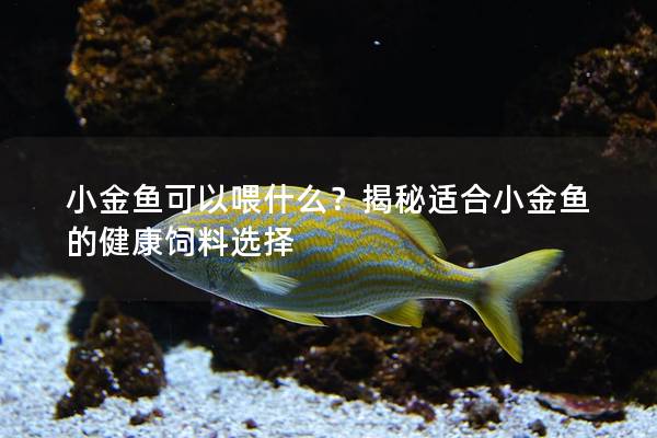 小金鱼可以喂什么？揭秘适合小金鱼的健康饲料选择