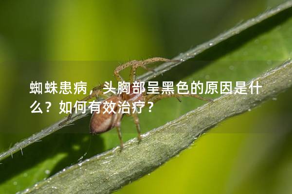 蜘蛛患病，头胸部呈黑色的原因是什么？如何有效治疗？