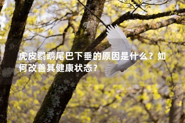 虎皮鹦鹉尾巴下垂的原因是什么？如何改善其健康状态？