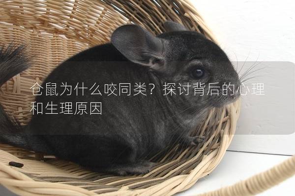 仓鼠为什么咬同类？探讨背后的心理和生理原因